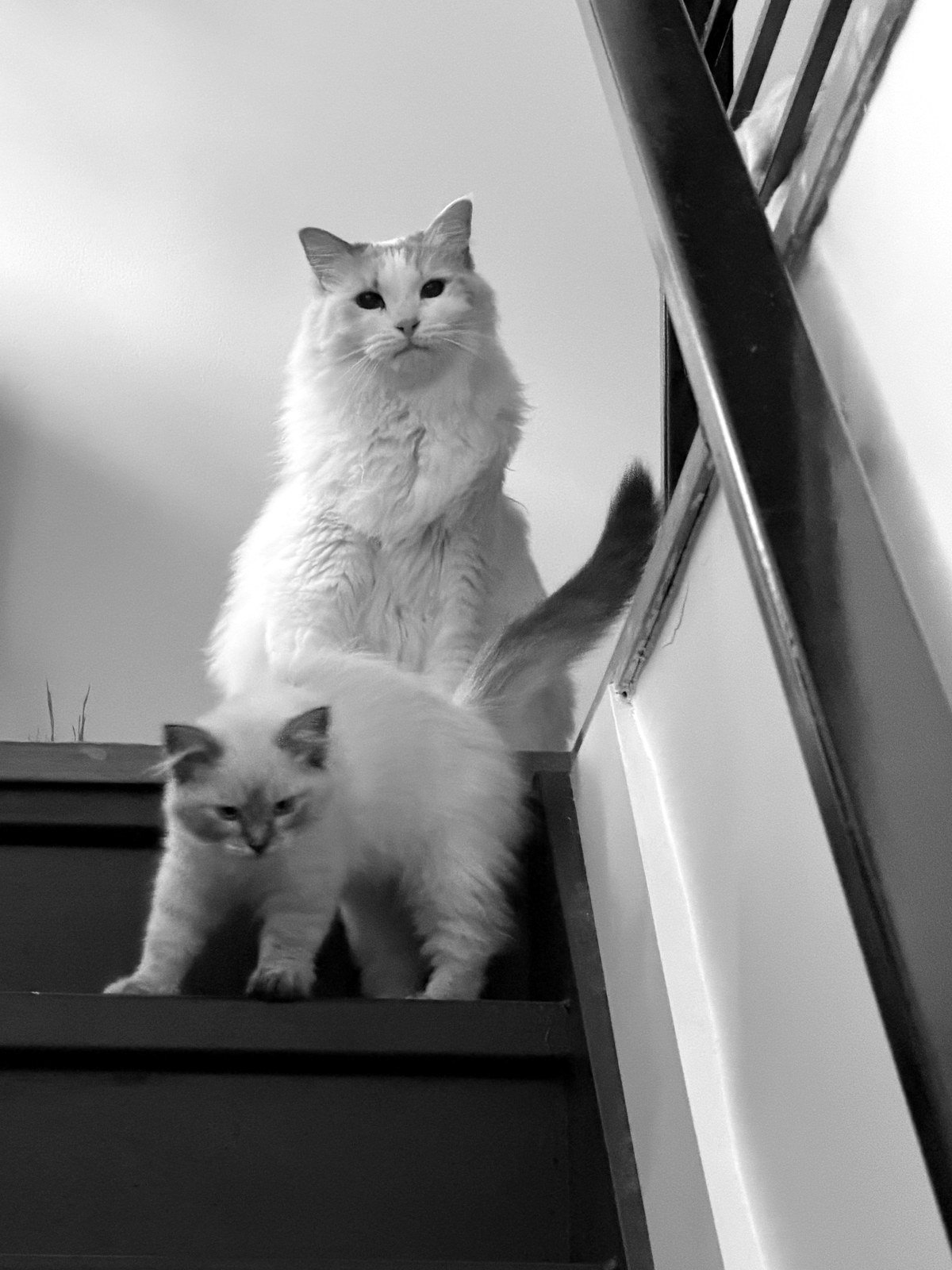 Black and white photo of two fluffy cats, an adult and a kitten, at the top of a staircase