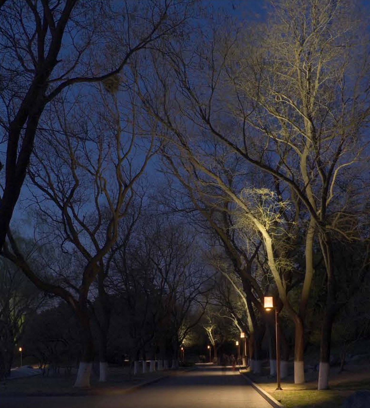 Tree-lined park road at dusk with warm lanterns and uplit branches