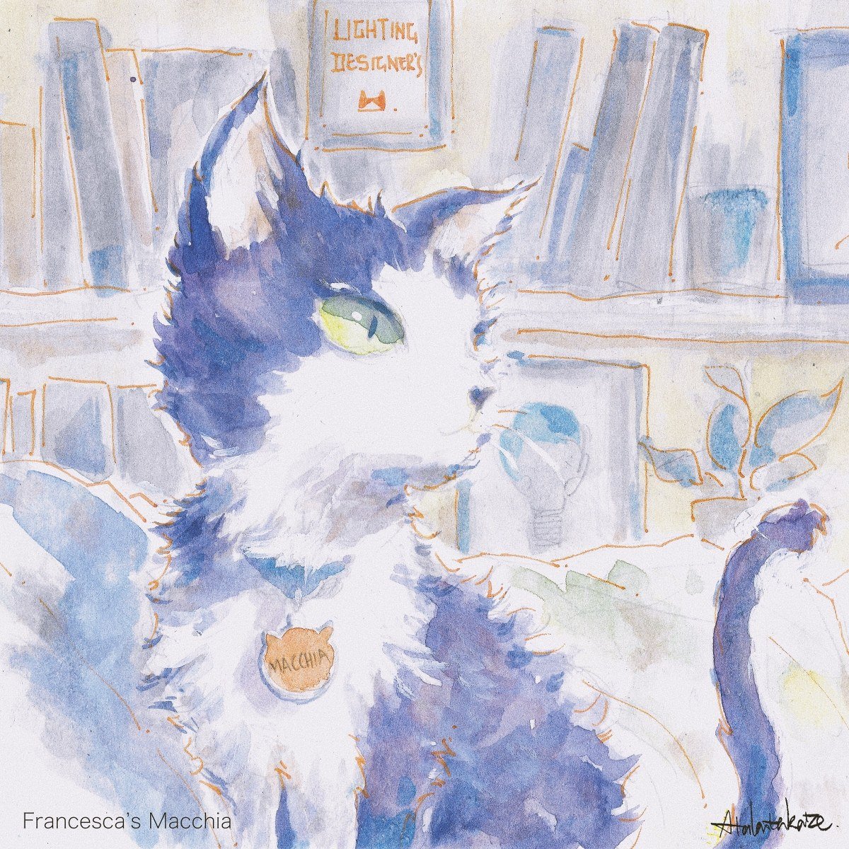 Black and white tuxedo cat with a Macchia name tag in front of bookshelves